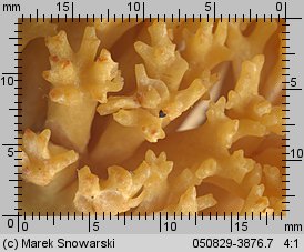 Ramaria largentii