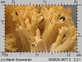 Ramaria largentii