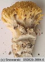 Ramaria largentii