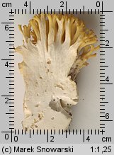 Ramaria largentii