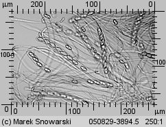 Otidea onotica (uchówka ośla)