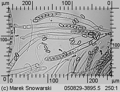 Otidea onotica (uchówka ośla)