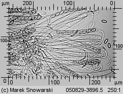 Otidea onotica (uchówka ośla)