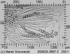 Otidea onotica (uchówka ośla)