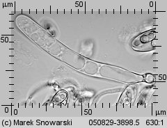 Otidea onotica (uchówka ośla)