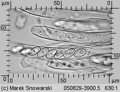 Otidea onotica (uchówka ośla)