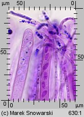 Otidea onotica (uchówka ośla)