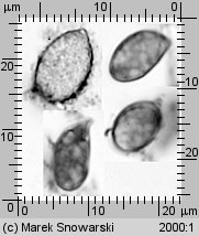 Unidentified-Aphyllophorales (niezidentyfikowane)