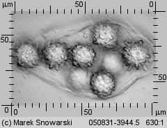 Choiromyces meandriformis (piestrak jadalny)