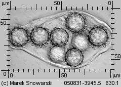 Choiromyces meandriformis (piestrak jadalny)