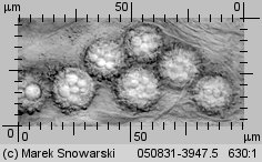 Choiromyces meandriformis (piestrak jadalny)