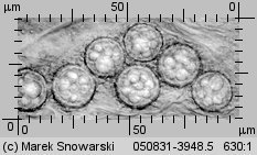 Choiromyces meandriformis (piestrak jadalny)