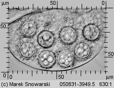 Choiromyces meandriformis (piestrak jadalny)