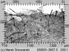 Choiromyces meandriformis (piestrak jadalny)