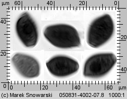 Coprinellus micaceus (czernidłak błyszczący)