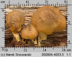 Tricholomopsis decora (rycerzyk oliwkowożółty)