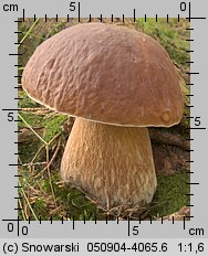 Boletus edulis (borowik szlachetny)