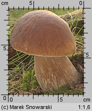 Boletus edulis (borowik szlachetny)