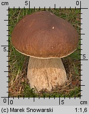 Boletus edulis (borowik szlachetny)