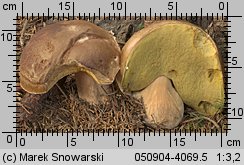 Boletus edulis (borowik szlachetny)