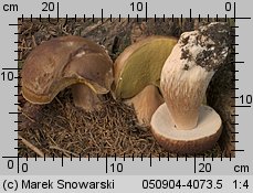 Boletus edulis (borowik szlachetny)