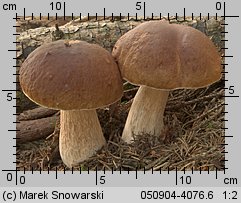 Boletus edulis (borowik szlachetny)