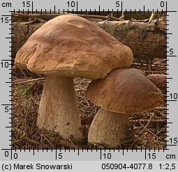 Boletus edulis (borowik szlachetny)