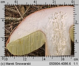 Boletus edulis (borowik szlachetny)