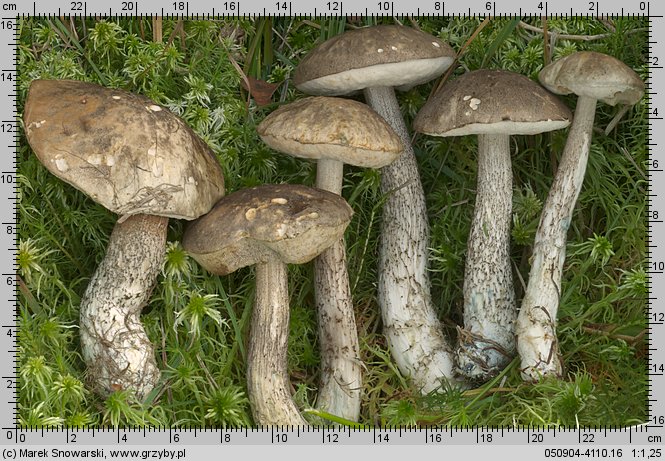 Leccinum variicolor (koźlarz różnobarwny)