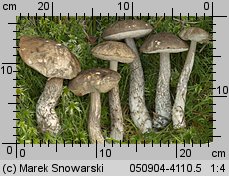 Leccinum variicolor (koźlarz różnobarwny)