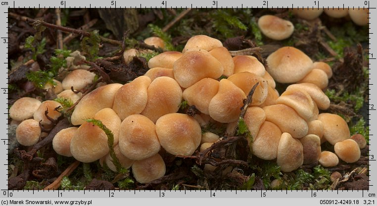 Hypholoma subviride (maślanka zielonkawa)