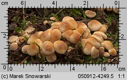 Hypholoma subviride (maślanka zielonkawa)