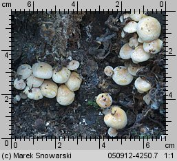 Hypholoma subviride (maślanka zielonkawa)