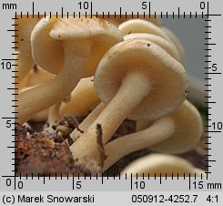 Hypholoma subviride (maślanka zielonkawa)