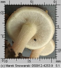 Hypholoma subviride (maślanka zielonkawa)