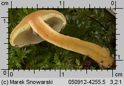 Hypholoma subviride (maślanka zielonkawa)