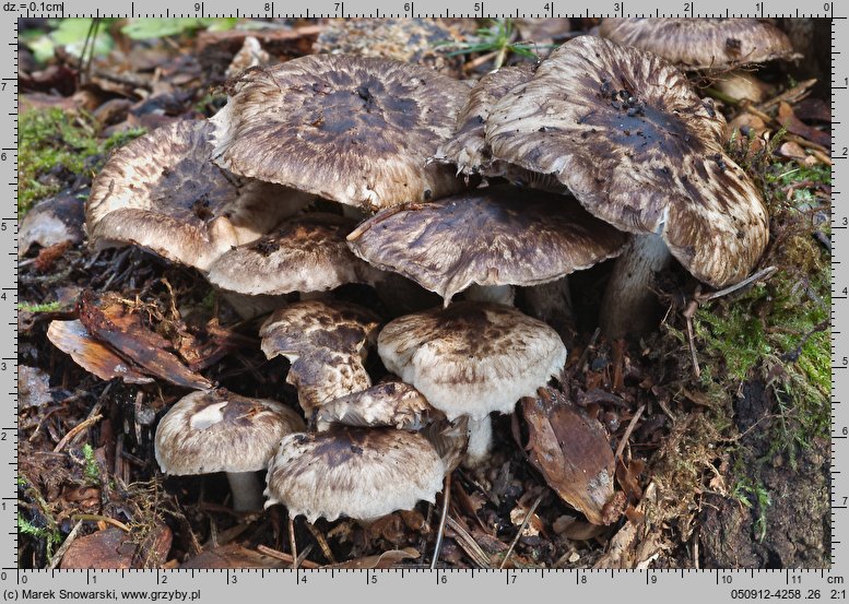 Psathyrella maculata (kruchaweczka plamista)