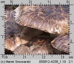 Psathyrella maculata (kruchaweczka plamista)