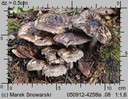 Psathyrella maculata (kruchaweczka plamista)