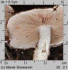 Psathyrella maculata (kruchaweczka plamista)