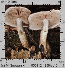 Psathyrella maculata (kruchaweczka plamista)