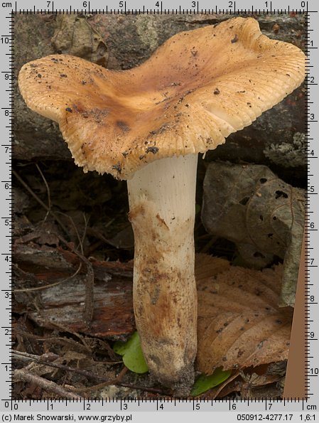 Russula grata (gołąbek gorzkomigdałowy)