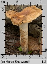 Russula grata (gołąbek gorzkomigdałowy)