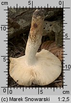 Russula grata (gołąbek gorzkomigdałowy)