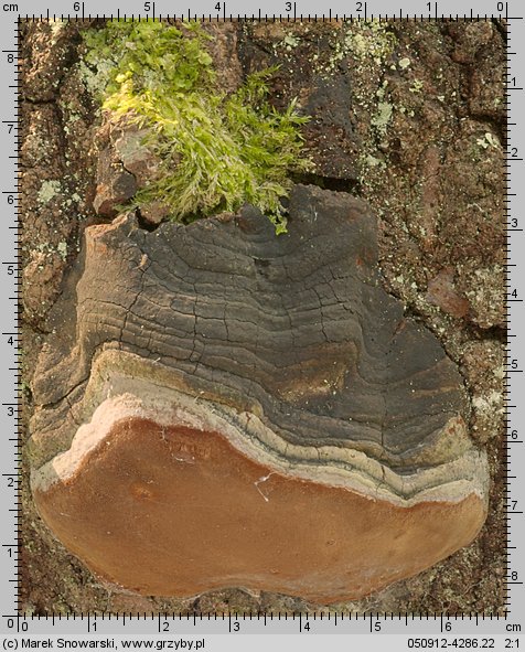 Phellinus tremulae (czyreń osikowy)