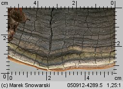 Phellinus tremulae (czyreń osikowy)