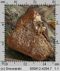 Phellinus tremulae (czyreń osikowy)