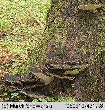 Ischnoderma benzoinum (smolucha świerkowa)