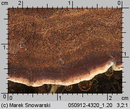 Ischnoderma benzoinum (smolucha świerkowa)