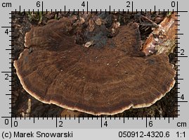 Ischnoderma benzoinum (smolucha świerkowa)